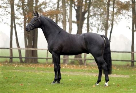 imposantos stallion